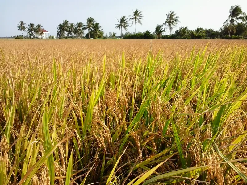 Golden ripening rice paddy with palm trees lining the horizon in the Mekong Delta.