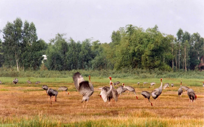 A flock of red-headed cranes forages in the golden grassland of Tram Chim National Park, Dong Thap.